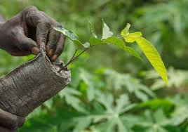 Image result for Pterygota mildbraedii