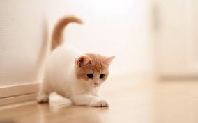 Cute Cat Wallpaper Hd 1920 1200 Cute Cat Backgrounds 46 Wallpapers Adorable Wallpapers Cat Wallpaper Cute Cat Wallpaper Cat Background