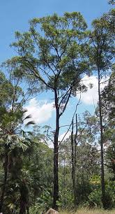 Image result for Eucalyptus cloeziana