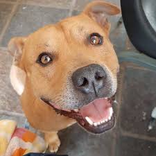 The cheapest offer starts at r 350. Staffordshire Terrier Rescue South Africa Home Facebook