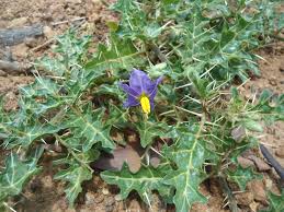 Image result for Solanum memphiticum