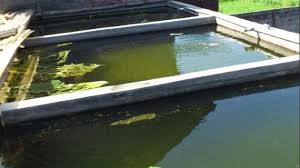 Mempercepat penggunaan kolam beton baru. Ternak Lele Kolam Beton Untuk Pemula Dengan Pakan Alami