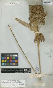 Image result for Hypolytrum