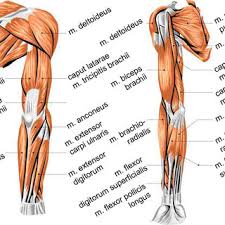 Muscle (involuntary), as contrasted with sphincter ani externus, which is skeletal muscle (voluntary). 1 Overview Of Muscles In The Human Arm Back Front View Download Scientific Diagram