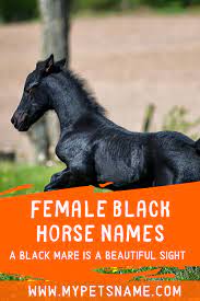 female black horse names horse names female pet names girl pet names