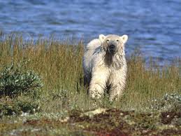 Why Do Polar Bears Have White Fur And Nine Other Polar Bear