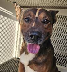 FOUND and at HACCF ==================== SHARING. MISSING 2 dogs black lab  and shepherd mix. Chance and Raider microchipped