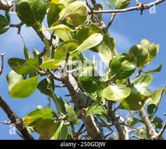 Image result for Strychnos madagascariensis