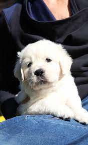 The truth of the matter is that any evidence backing up such claims is strictly anecdotal. English Cream Golden Retriever Puppies For Sale Southern California