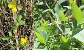 Image result for Vigna luteola
