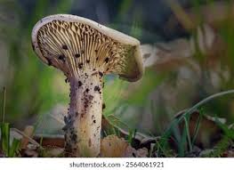 Image result for Paxillus panuoides