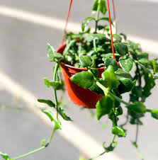 Image result for Ceropegia schultzei