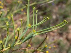 Image result for Pegolettia senegalensis