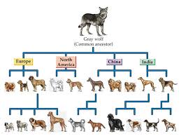 Evolution Of Dogs Sled Dog Society Of Wales