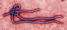 Ebola 2 is created in the spirit of the great classics of survival horrors. Ebola Wikipedia