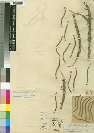 Image result for Tridactyle tridentata