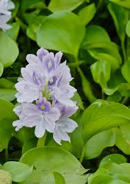 Image result for Pontederia crassipes