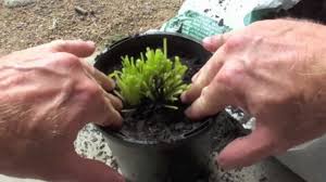 Fill your cart with color today! How To Regrow Herbs From A Supermarket Youtube