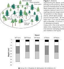 Pdf Root System Traits Of Norway Spruce Scots Pine And Silver Birch In Mixed Boreal Forests An Analysis Of Root Architecture Morphology And Anatomy Semantic Scholar