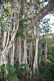 Image result for Ficus trichopoda