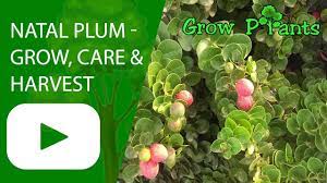 Check spelling or type a new query. Natal Plum How To Grow Care