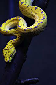 Green Tree Python Juvenile Flickr Photo Sharing Snake Beautiful Snakes Reptiles