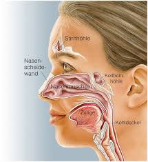 Eine sinusitis ist eine entzündung der nasennebenhöhlen. á… Nasennebenhohlen Schleimhautaussackungen Der Nasenhohle