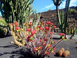 Jardin De Cactus Lanzarote Canarias Plants Succulents Cactus
