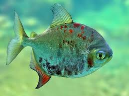  Gepind Van Kepguru Animals Fish Fish Wallpaper