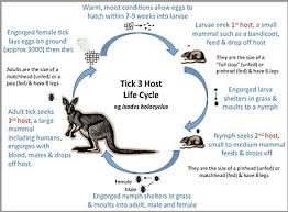 After the tick releases its hold, pull it out with tweezers and dunk it in a cup of vinegar until it has drowned, then dispose of it. Paralysis Ticks Three Things You Need To Know To Save Your Pet S Life