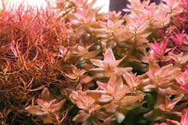 Image result for Bacopa