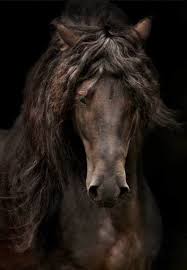 Beautiful Black And Brown Horse Chasingrainbowsforever Colors Black And Brown Pretty Horses Horses Friesian Horse