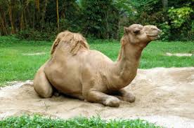 I have tried with wolfram alpha some plot but haven't find a good function. What Is A Dromedary Wonderopolis
