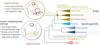 The Transcriptome Of Paraphelidium Tribonemae Illuminates The Ancestry Of Fungi And Opisthosporidia Biorxiv