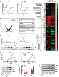 Carlos torres gándara (genchile), n. Inhibition Of Sec61 Dependent Translocation By Mycolactone Uncouples The Integrated Stress Response From Er Stress Driving Cytotoxicity Via Translational Activation Of Atf4 Cell Death Disease