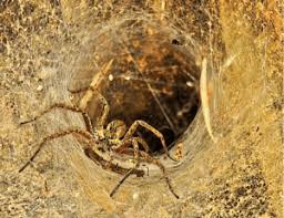 These deals involve illicit tax refunds which may have cost the german state billions of euros. Icap The Spider In The Cum Ex Web Navesink International