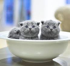 Nur azwa syakirah binti mohd iza ney (a163187) aina syazwani bt md nizam (a162905) noor syuhaidah bt jasni (a163396) nurul zalekha binti aznan (a162743) amirah najiha binti kamal (a163137) muhammad salihin bin. Baka Kucing Eropah Laris Kool Fm