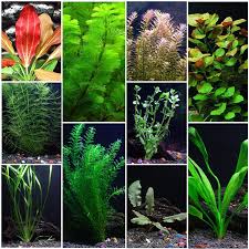 10 Species Aquarium Plant Bundle Easy Freshwater Plants In 2020 Freshwater Aquarium Plants Freshwater Plants Fish Tank Plants