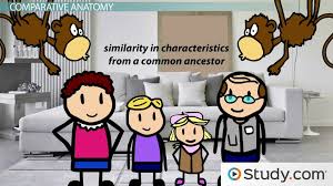 Evolution is defined as the change in adaptive features of a population over time as a result of natural selection. Evidence For Evolution Paleontology Biogeography Embryology Comparative Anatomy Molecular Biology Video Lesson Transcript Study Com
