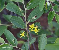 Image result for Grewia hornbyi