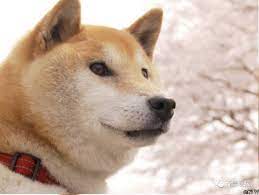 When did the dog memes start? Cctv On Twitter Rip Doge Shiba Inu Who Inspired Popular Internet Memes Died In Japan Aged 16