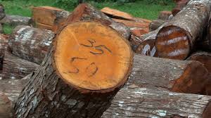 Ingin membeli rumah dengan kpr meski demikian rumah kayu tidak terlepas dari pro dan kontra karena bahan utamanya tersebut. Kayu Jati Vs Mahoni Mana Yang Terbaik Buat Mebel Seputargk Id