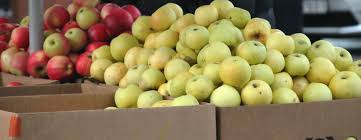 Larvae then tunnel into the fruit and feed on the seeds. Decreased Use Of Pesticides On Fruit Trees And Berry Trees Day World Today News