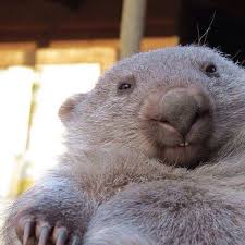 Wombat Cute Animals Animals Animals Beautiful