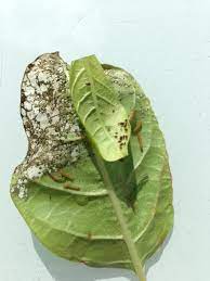 What Are These Orange Insects Under The Leaves Of My Mandevilla Gardening Landscaping Stack Exchange