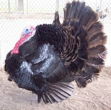 Black And White Turkey Breed Bourbon Red Turkeys Royal Palm Turkeys Blue Slate Turkeys Bronze Turkeys White Turkeys Turkey Photos And Images Turkey Br Raising Turkeys Turkey Breeds Turkey