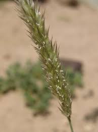 Image result for Enneapogon desvauxii