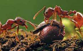 In one study of a nest of the north american species temnothoraxrugatulus , up to a quarter of the ants were inactive throughout the observation period. Ants Aren T Your Enemy Finegardening