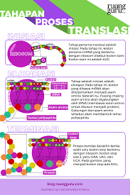 Tahapan Sintesis Protein Biologi Kelas 11