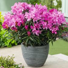 While it is a bush, rhododendron bushes can grow up to 80 feet tall! Zwerg Rhododendron Graziella Im Ca 18 Cm Topf Online Kaufen Bei Gartner Potschke